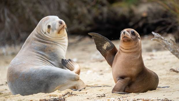 Two friendly fur seals wave hello while sitting on the beach